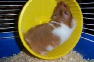 Hamster_on_Wheel